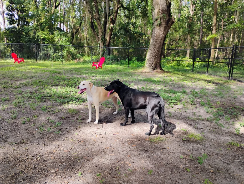 Alberts Field Dog Park in Jacksonville, Florida