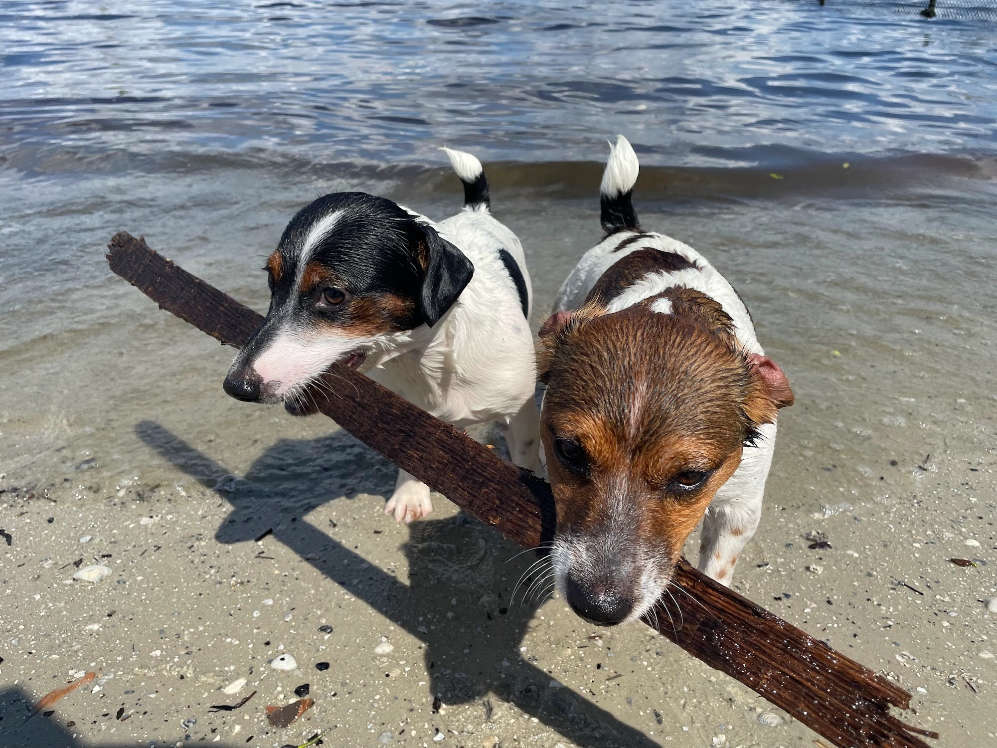 Davis Islands Dog Park