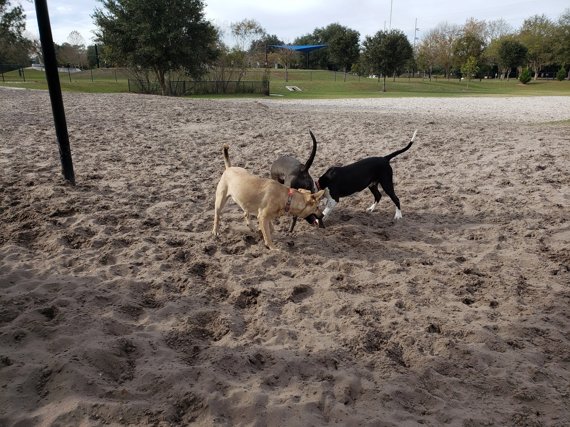 Dog Parks in Gainesville