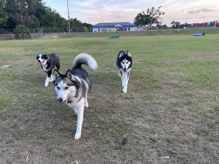 Dog Parks in Ocala