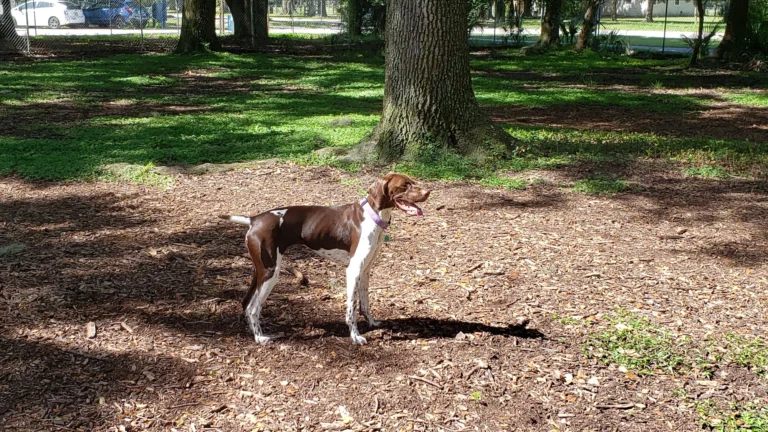 Dog Parks in Sarasota