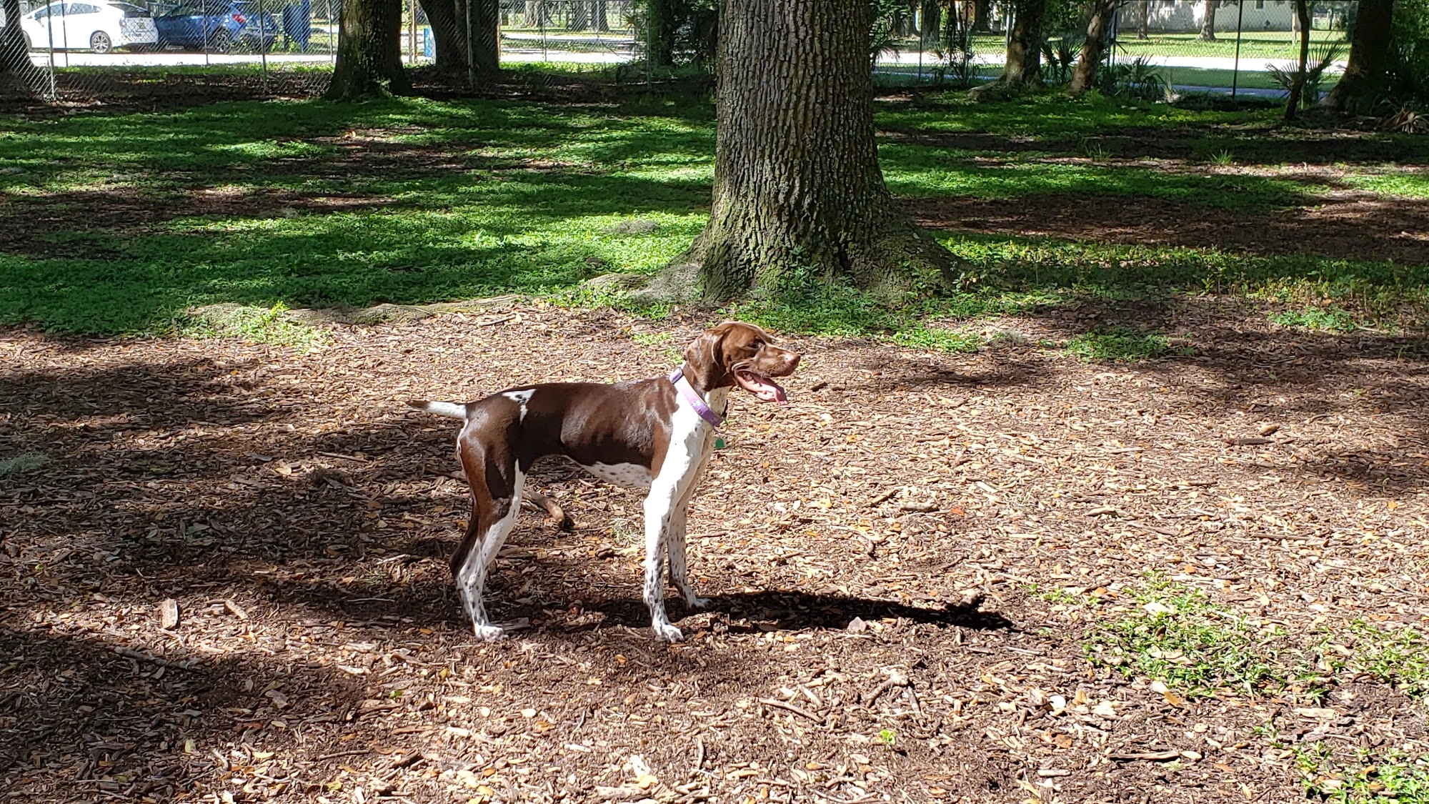 Dog Parks in Sarasota