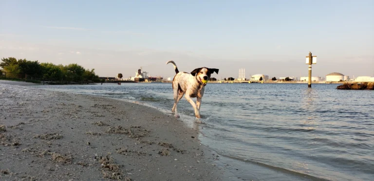 Dog Parks in Tampa
