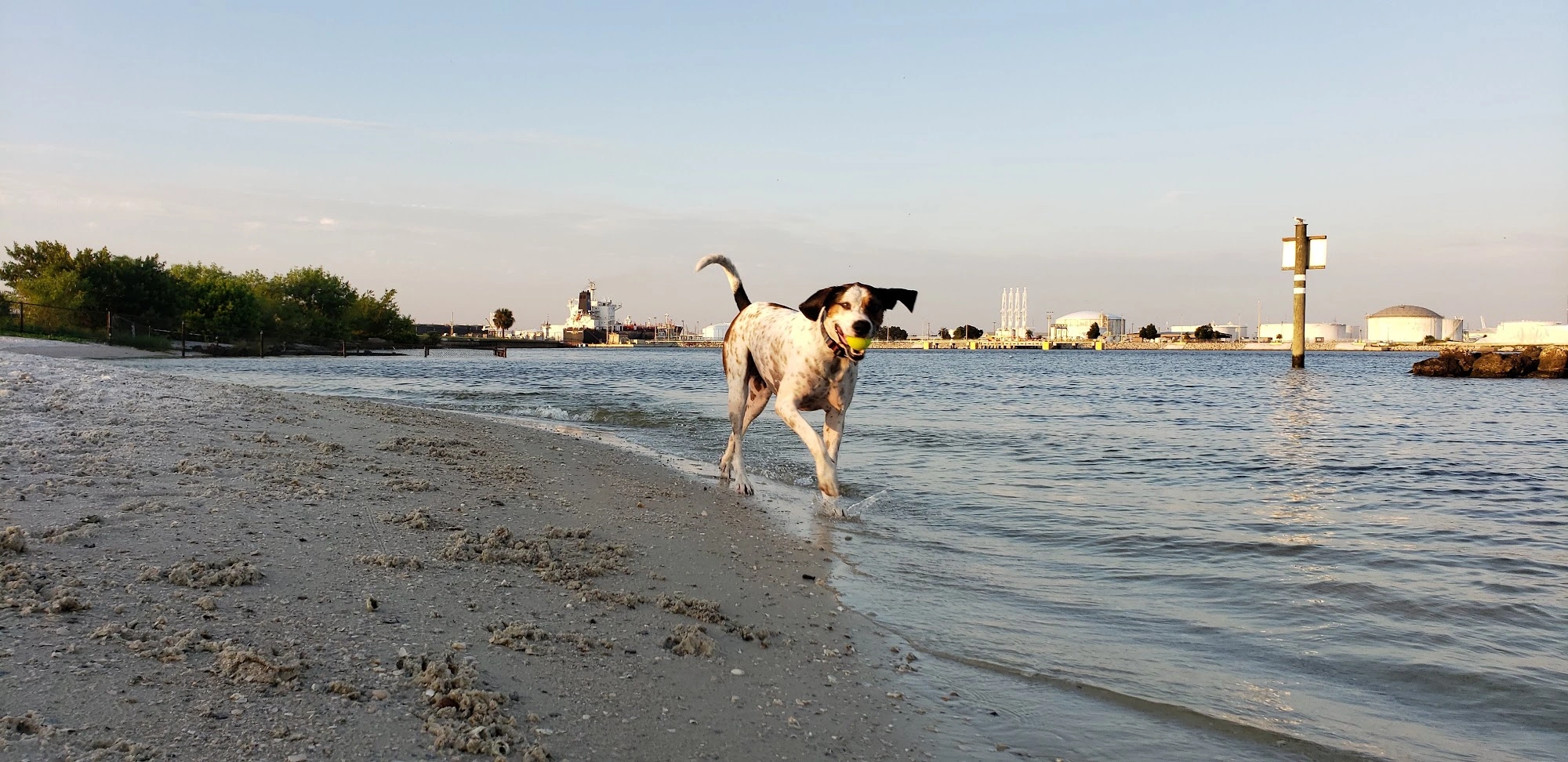 Dog Parks in Tampa