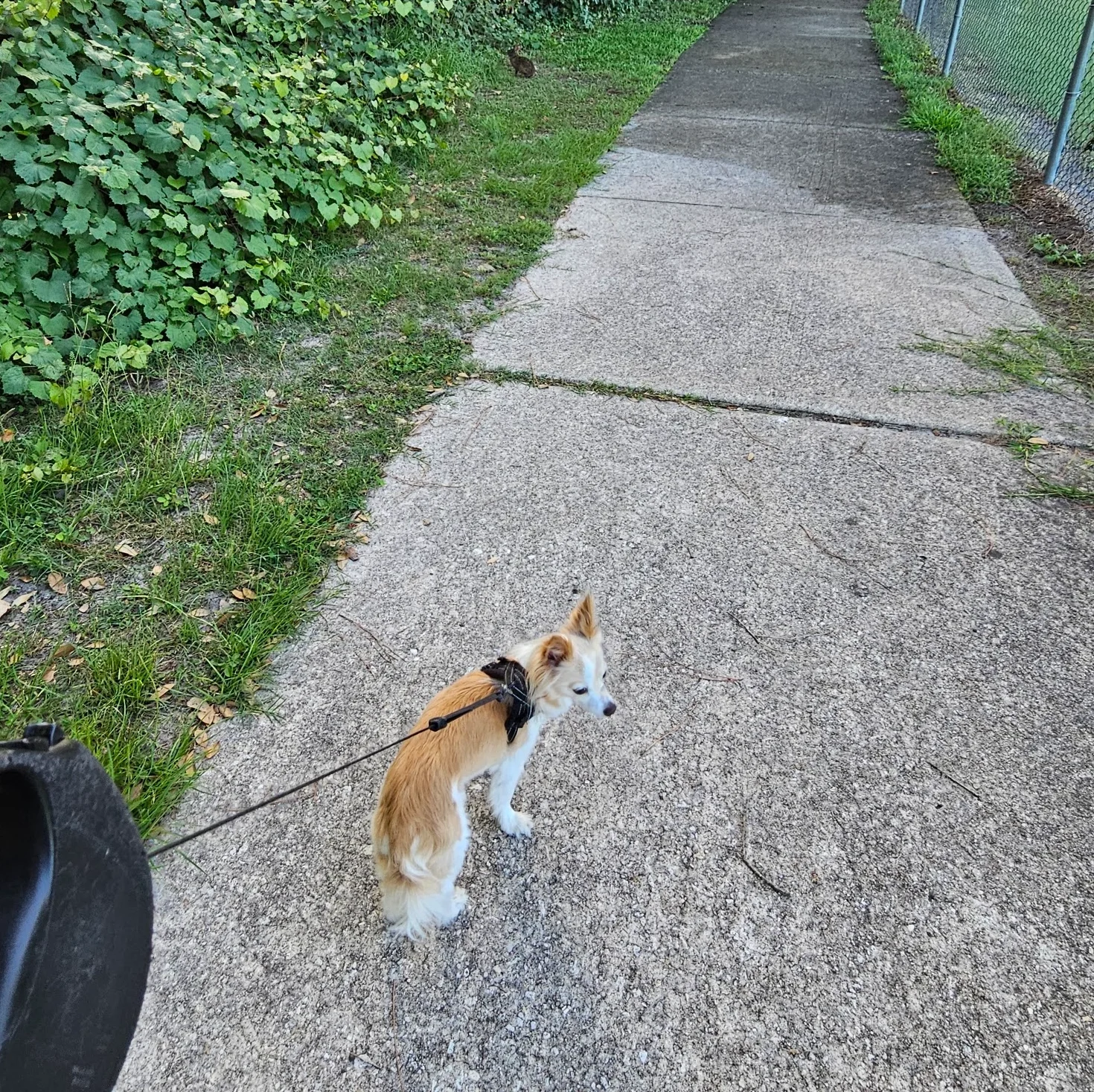 dog parks in Jacksonville