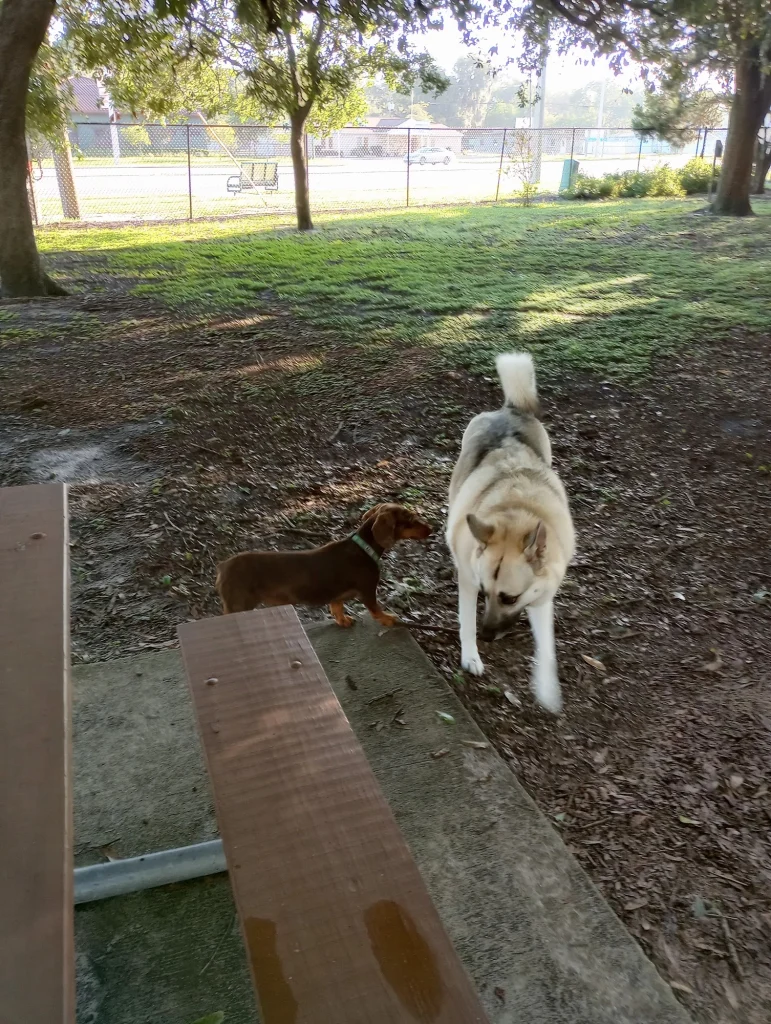 Downey Park Dog Park in Orlando, Florida