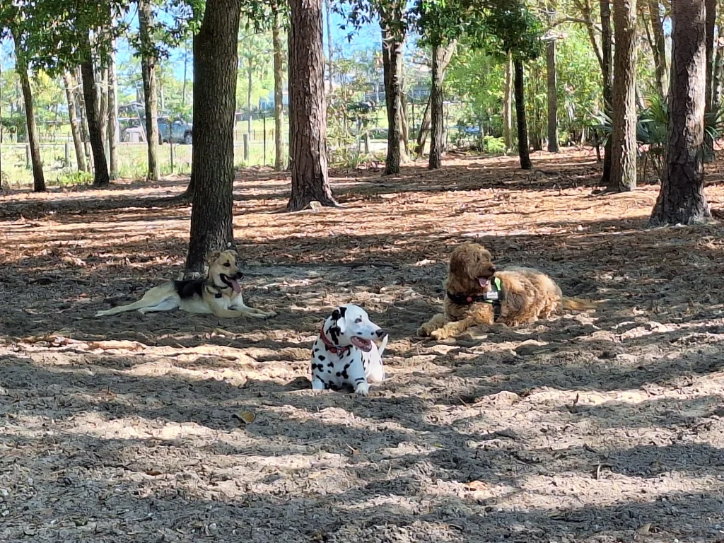 Ed Austin Regional Park Dog Park in Jacksonville, Florida