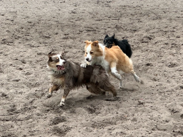 Lake Baldwin Dog Park