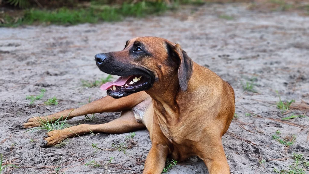 Leonard Abess Park Dog Park in Jacksonville, Florida