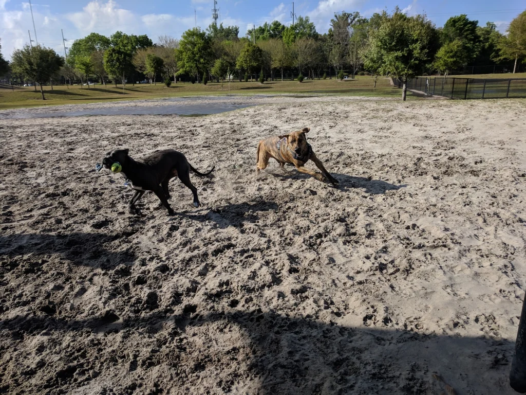 Possum Creek Park Dog Park in Gainesville, Florida