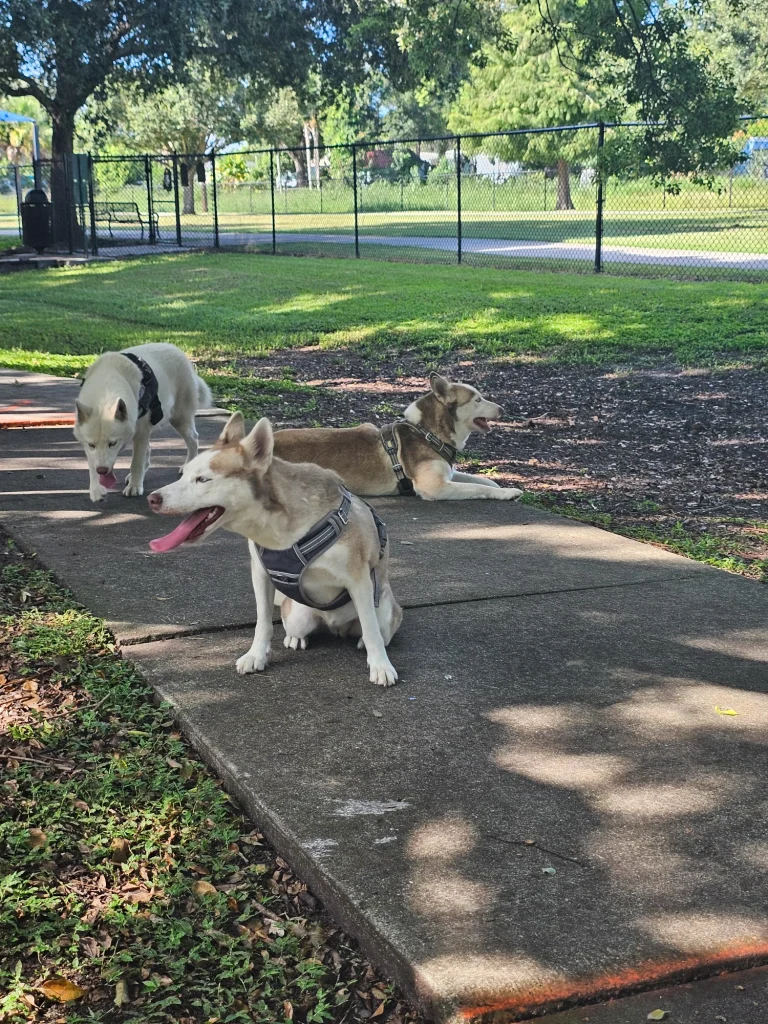 Yucatan Park Dog Park in Orlando, Florida