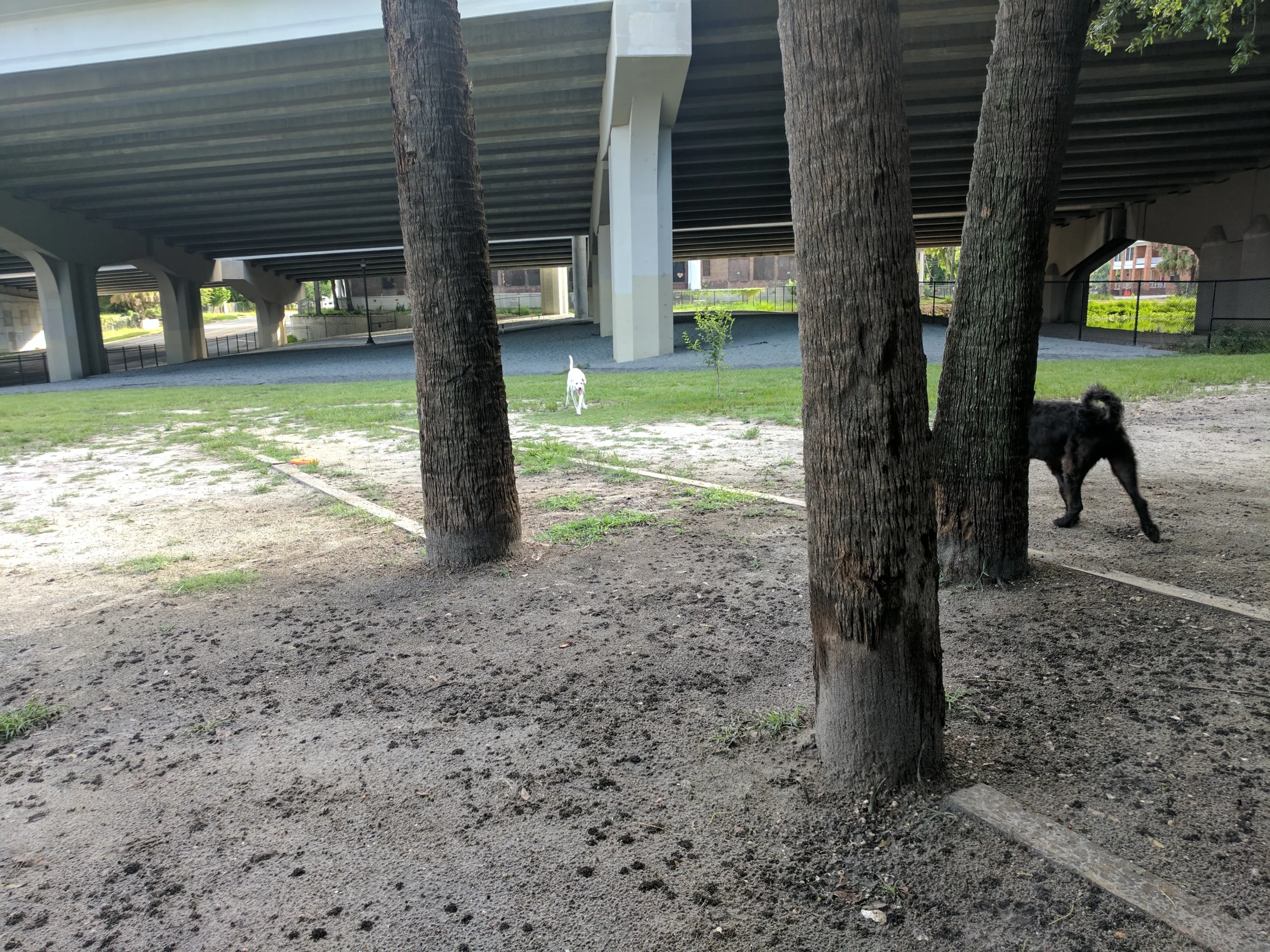 John Gorrie Dog Park